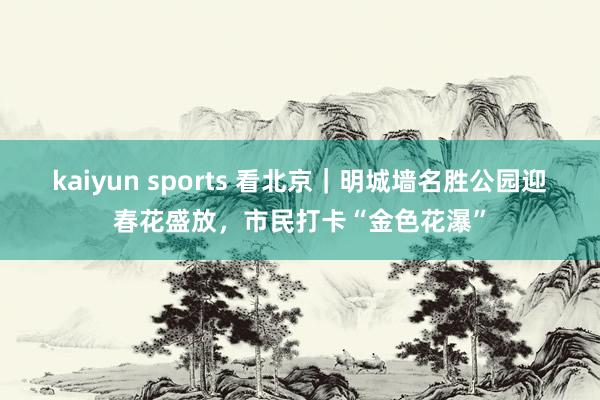 kaiyun sports 看北京｜明城墙名胜公园迎春花盛放，市民打卡“金色花瀑”